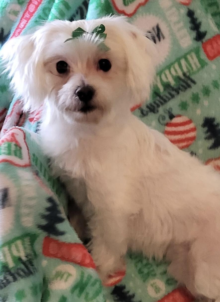 Pearl (Must be adopted with LIndy), a Adoptable Maltese in Fort Bragg, CA image 3/6