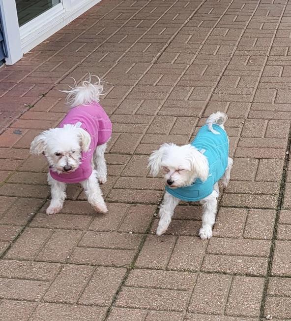 Pearl (Must be adopted with LIndy), a Adoptable Maltese in Fort Bragg, CA image 6/6