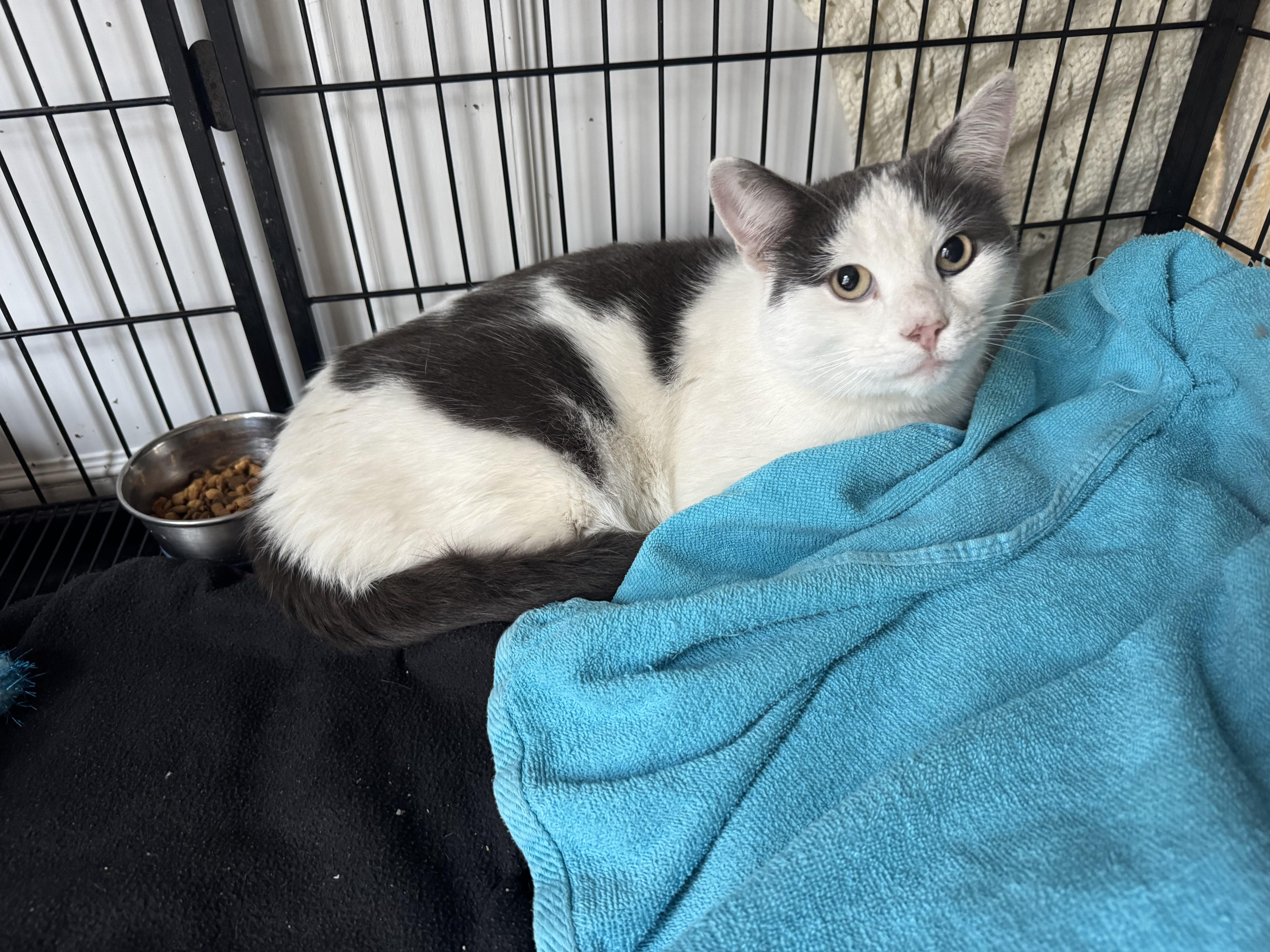 Magic, a Adopted Domestic Short Hair in Beverly, MA image 1/2