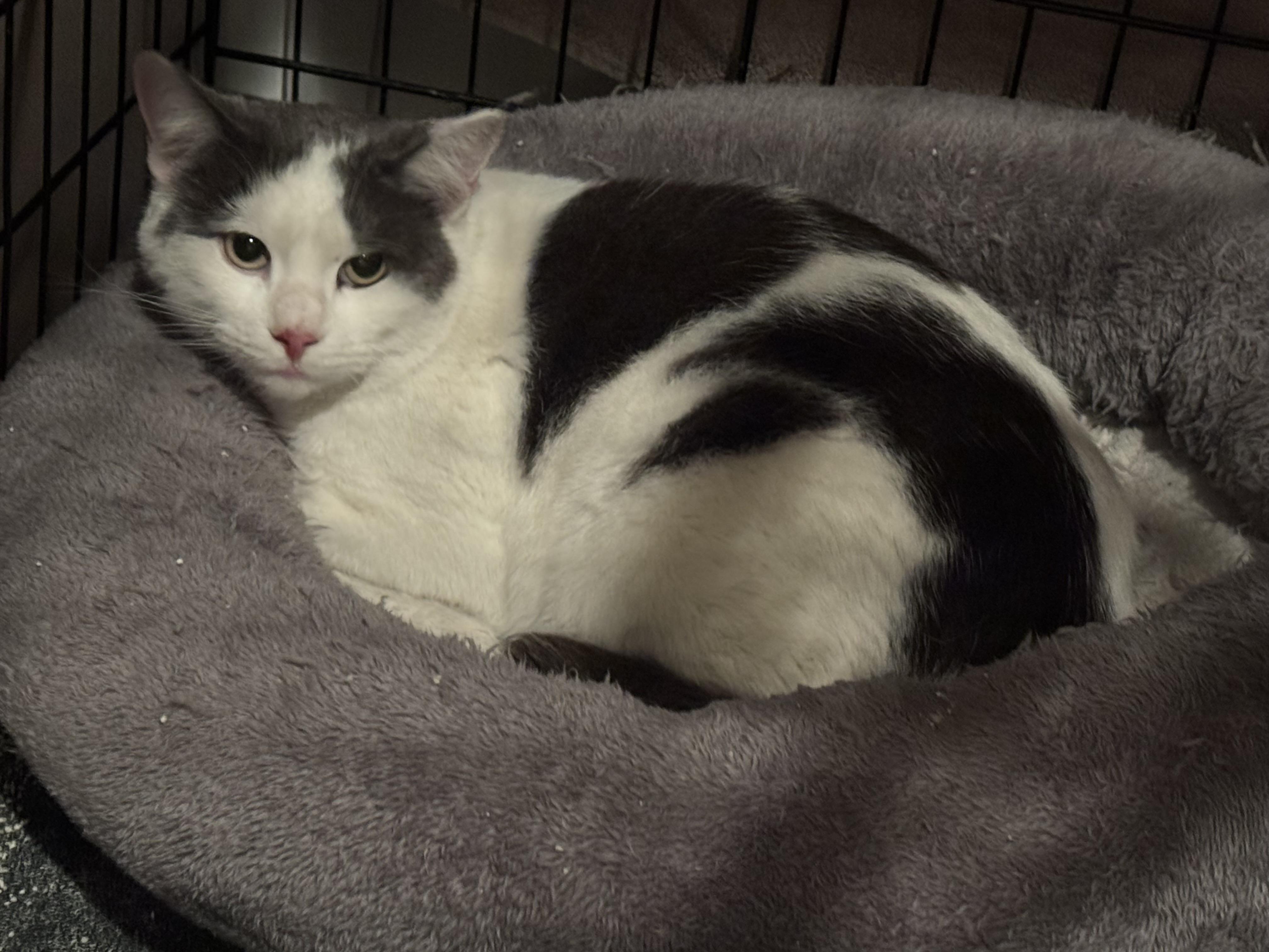 Magic, a Adopted Domestic Short Hair in Beverly, MA image 2/2