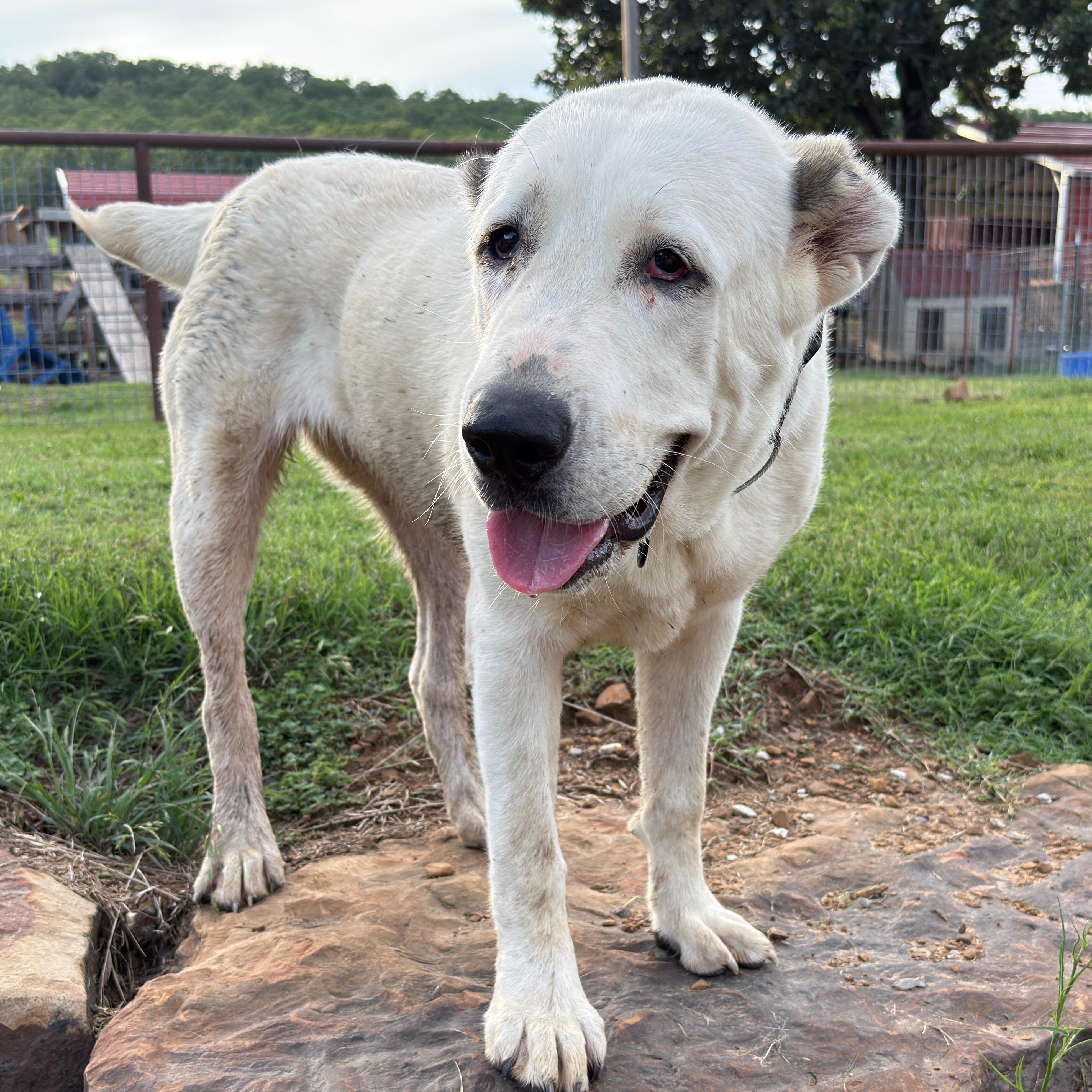 Enlarge THELMA- McAlester, OK, a Adoptable mixed breed in McAlester, TX image 5/6