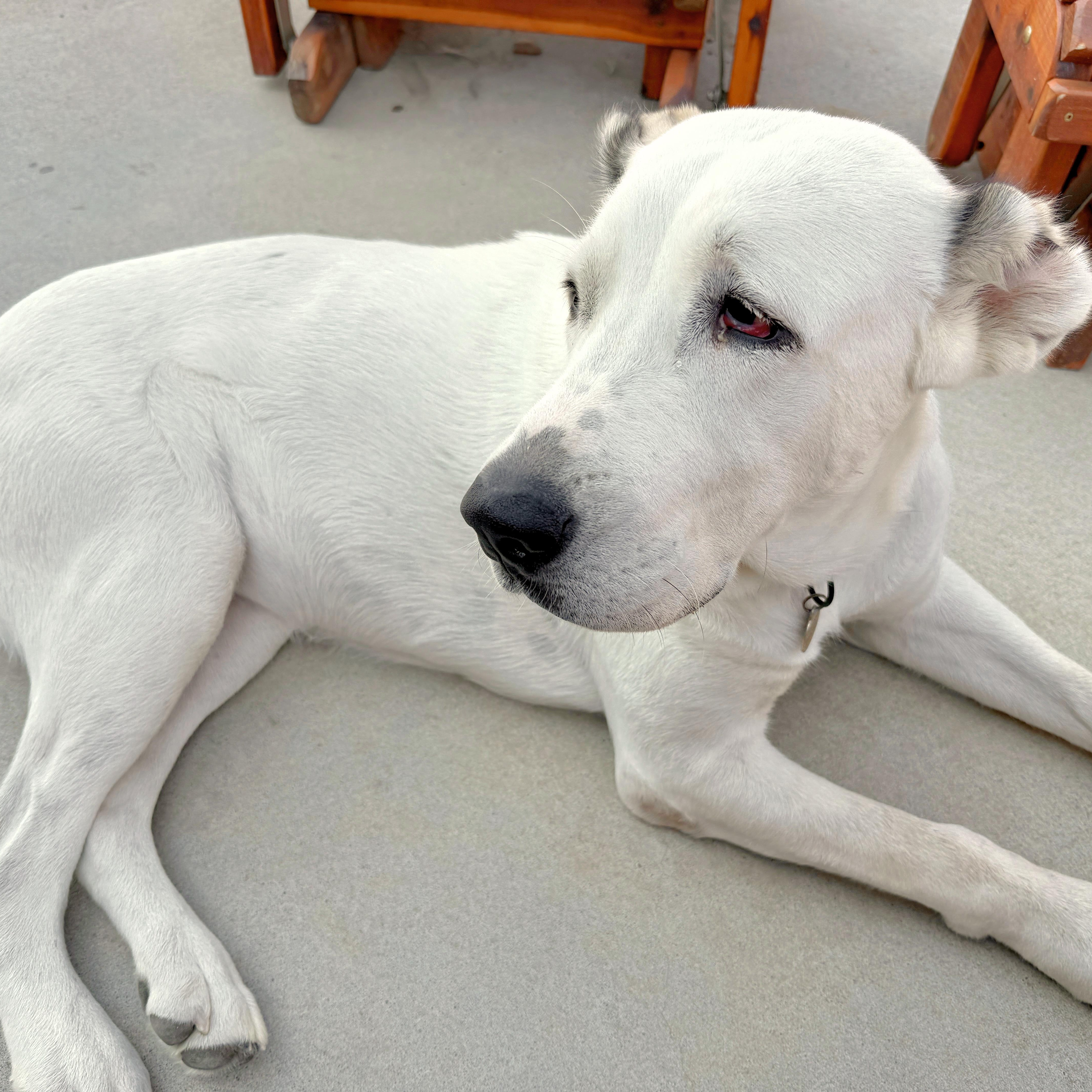 Enlarge THELMA- McAlester, OK, a Adoptable mixed breed in McAlester, TX image 2/6