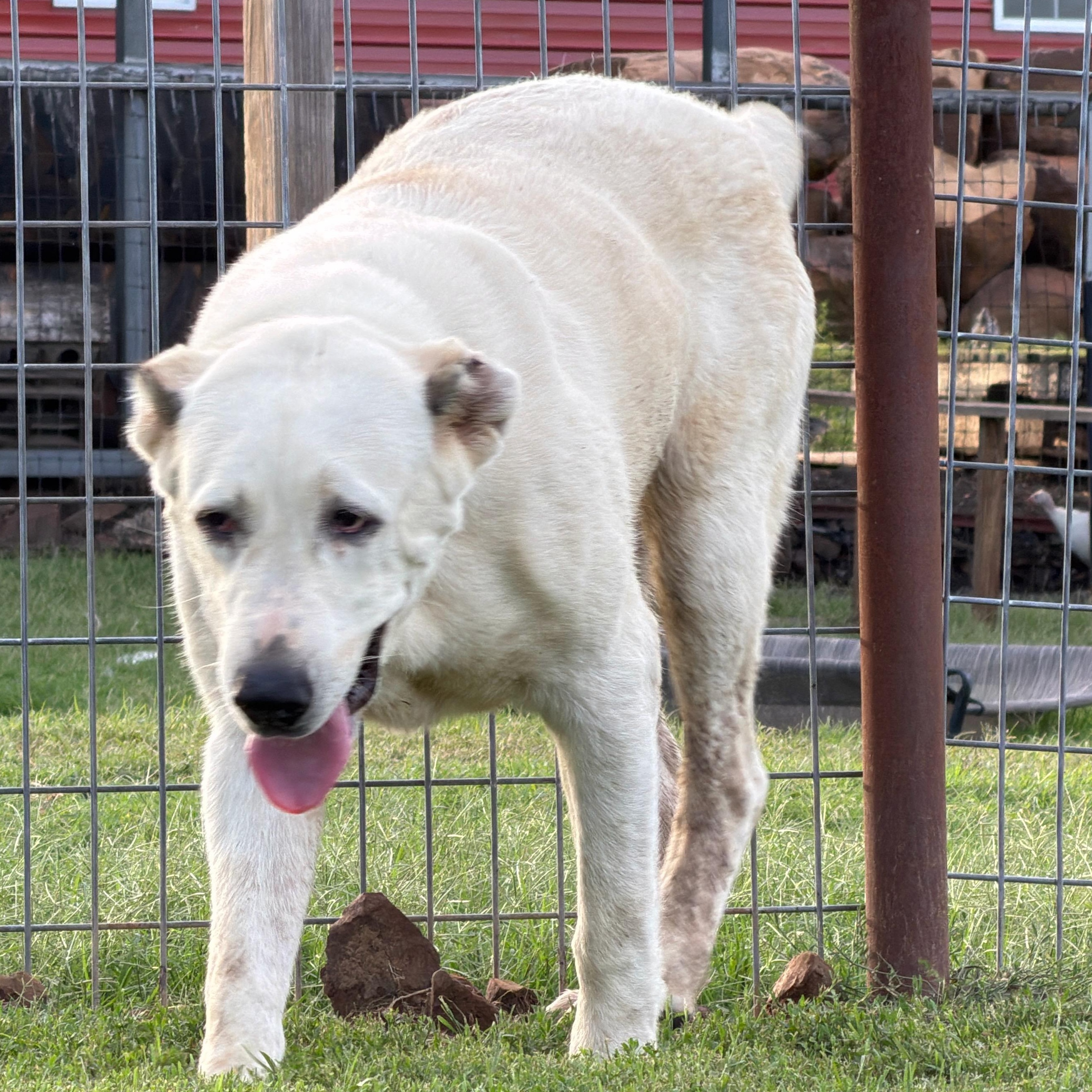 Enlarge THELMA- McAlester, OK, a Adoptable mixed breed in McAlester, TX image 6/6