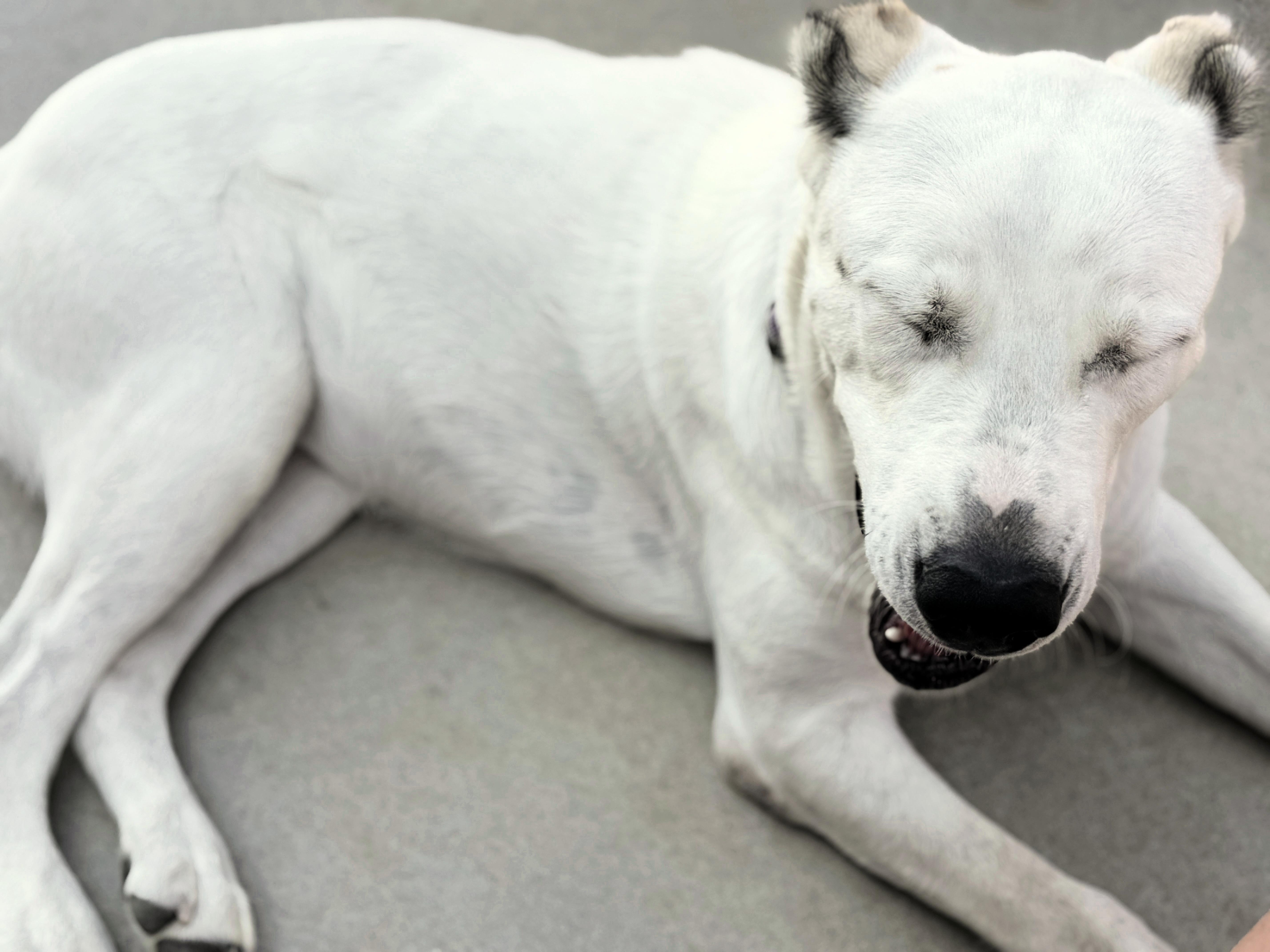 Enlarge THELMA- McAlester, OK, a Adoptable mixed breed in McAlester, TX image 3/6