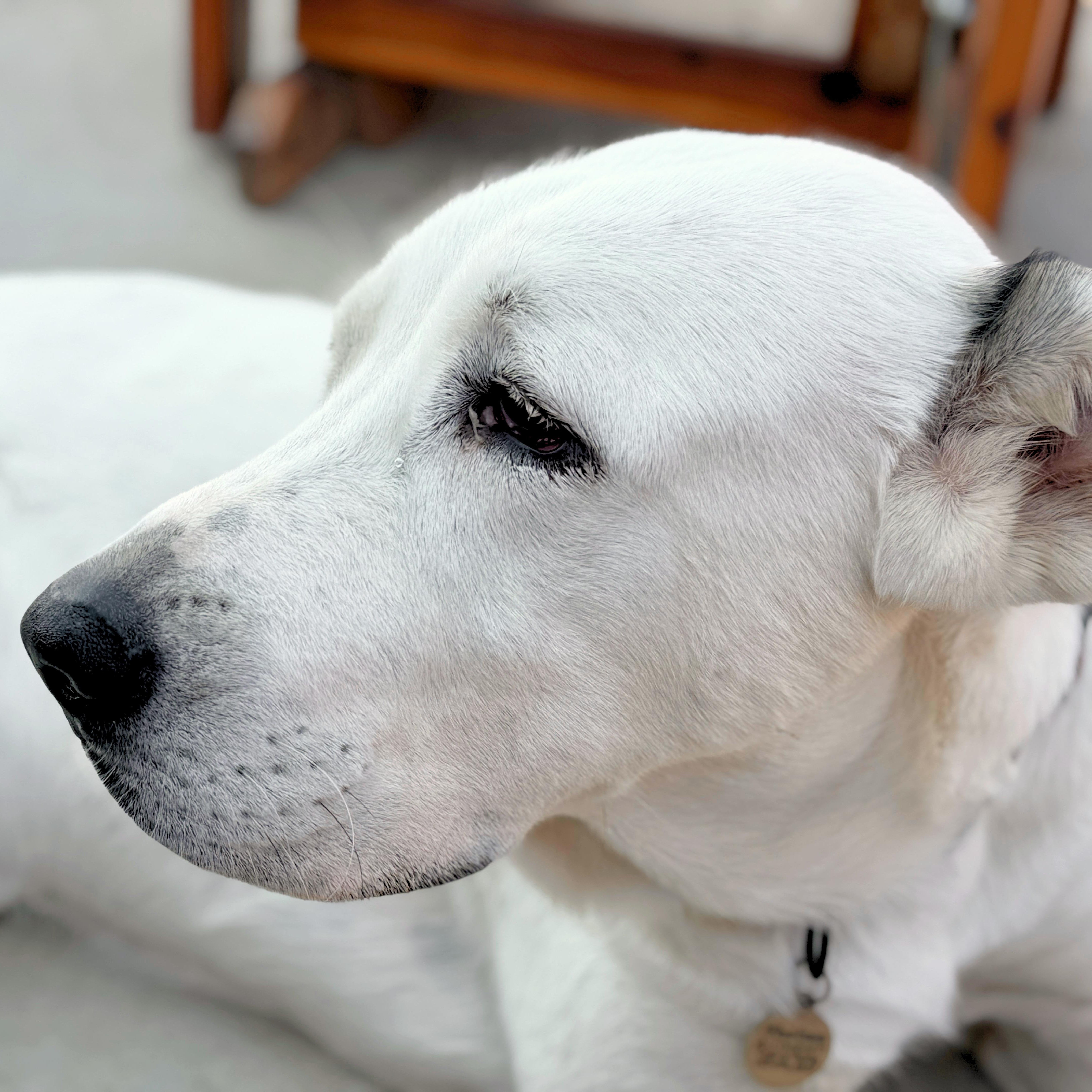 THELMA- McAlester, OK, Adoptable, Young Female Caucasian Sheepdog / Caucasian Ovtcharka.