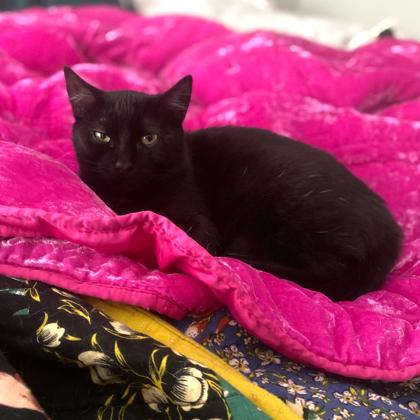 Beulah the Worm Hog, Adoptable, Young Female Domestic Short Hair & Domestic Short Hair.