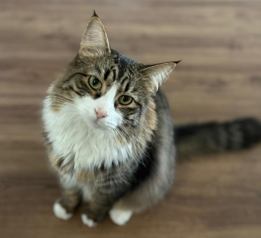 Jasper, Adult Male Domestic Long Hair