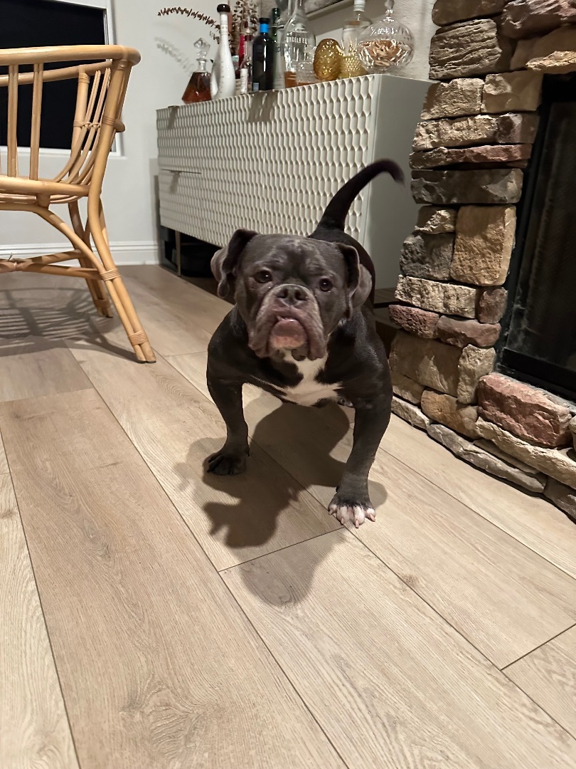 Bowie, Adopted, Young Female English Bulldog & French Bulldog.