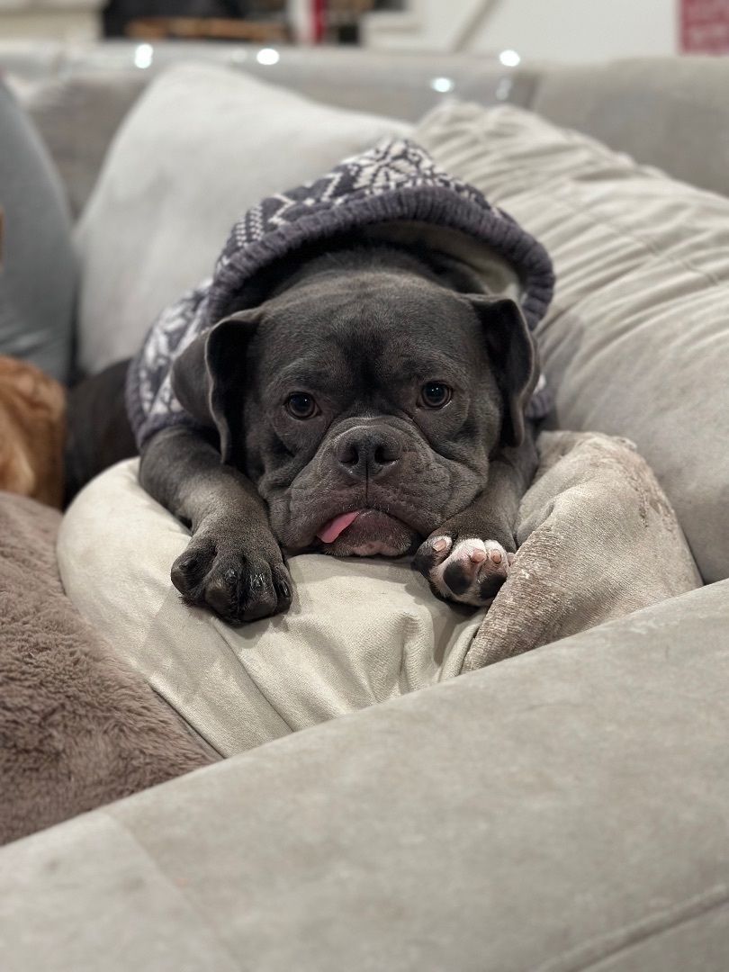 Bowie, a Adopted mixed breed in Lawndale, CA image 2/5