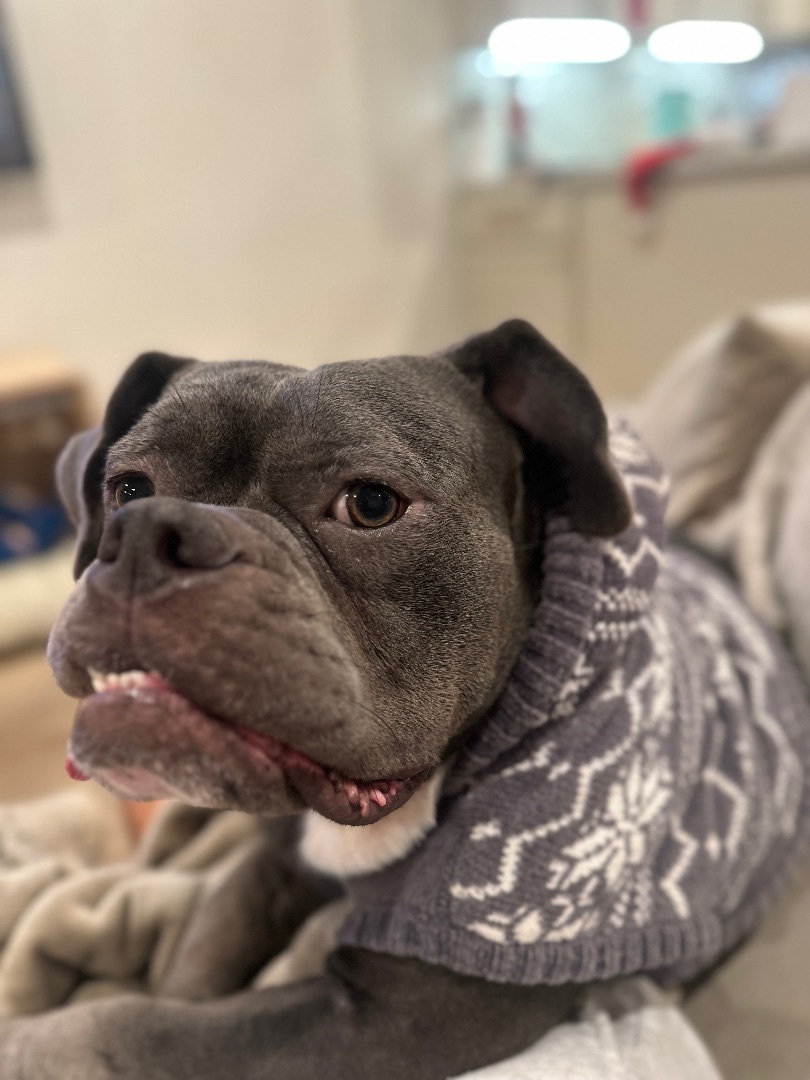 Bowie, a Adopted mixed breed in Lawndale, CA image 3/5