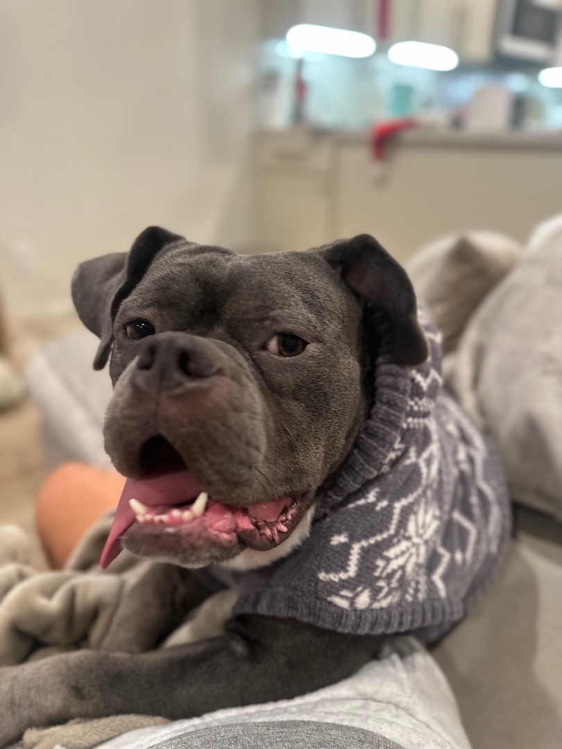 Bowie, a Adopted mixed breed in Lawndale, CA image 4/5