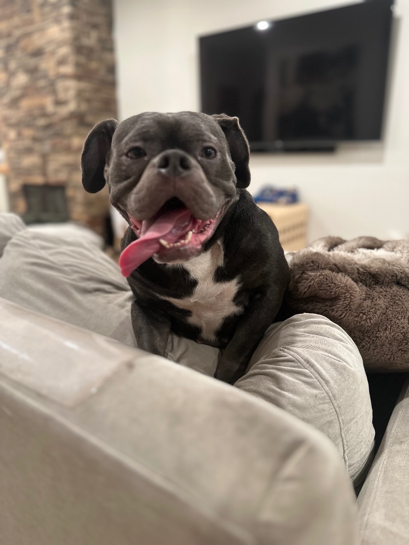 Bowie, a Adopted mixed breed in Lawndale, CA image 5/5