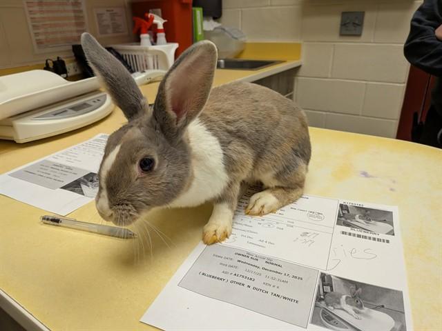 Enlarge BLUEBERRY, a Adoptable Dutch in Colorado Springs, CO image 1/1