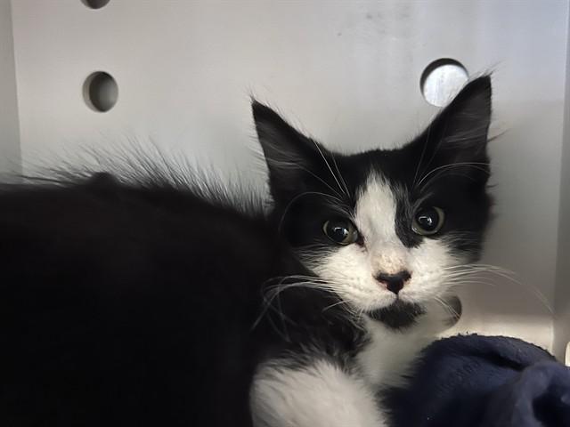 JACOB, Adoptable, Kitten Male Domestic Short Hair.