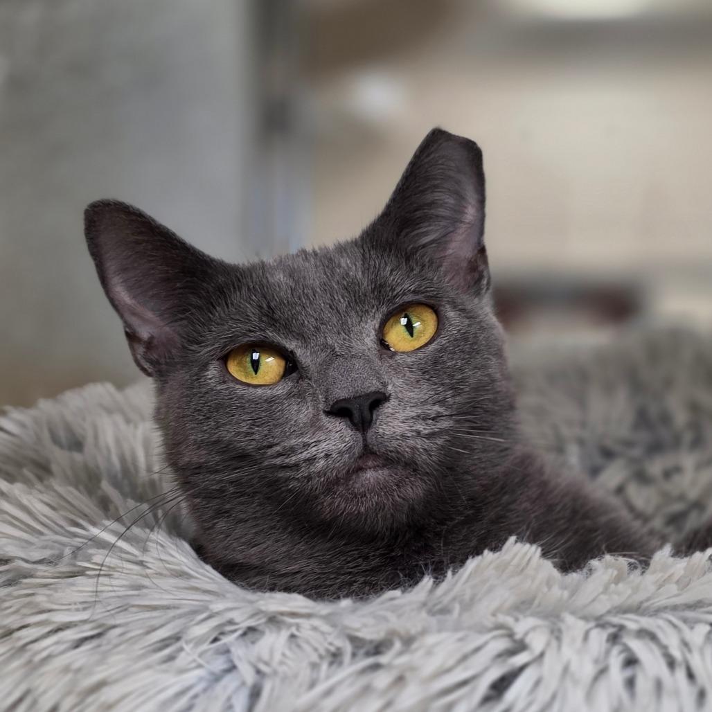 Jade Plant, Adoptable, Young Female Domestic Short Hair.