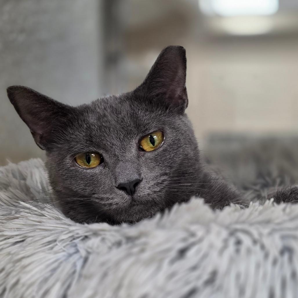 Enlarge Jade Plant, a Adoptable Domestic Short Hair in Chatham, VA image 2/2