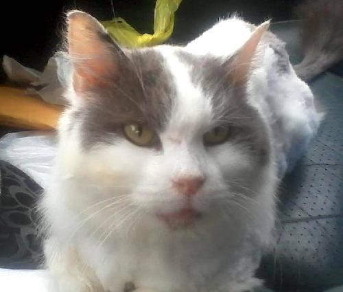 Enlarge Jenna, a Adopted Domestic Medium Hair in Mount Laurel, NJ image 1/1