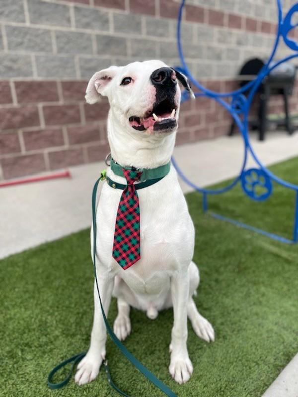 Enlarge *Poe*, a Adoptable mixed breed in Salt Lake City, UT image 2/6