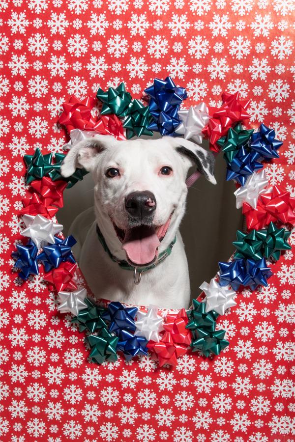 Enlarge *Poe*, a Adoptable mixed breed in Salt Lake City, UT image 3/6