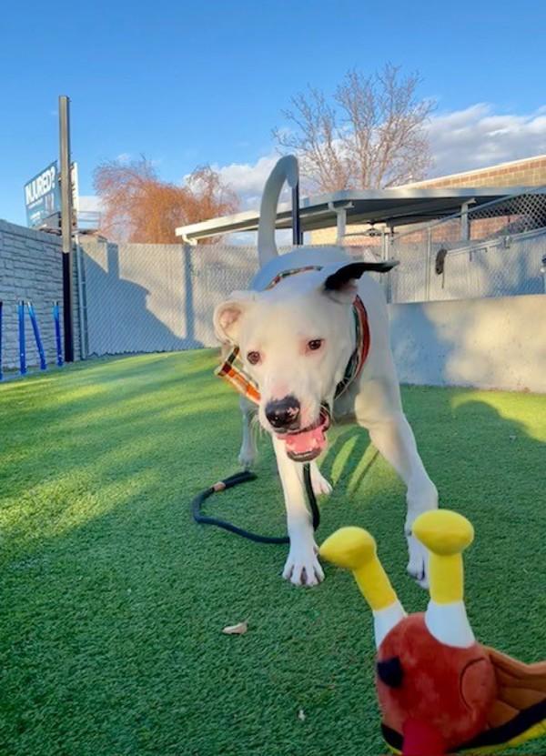 Enlarge *Poe*, a Adoptable mixed breed in Salt Lake City, UT image 5/6