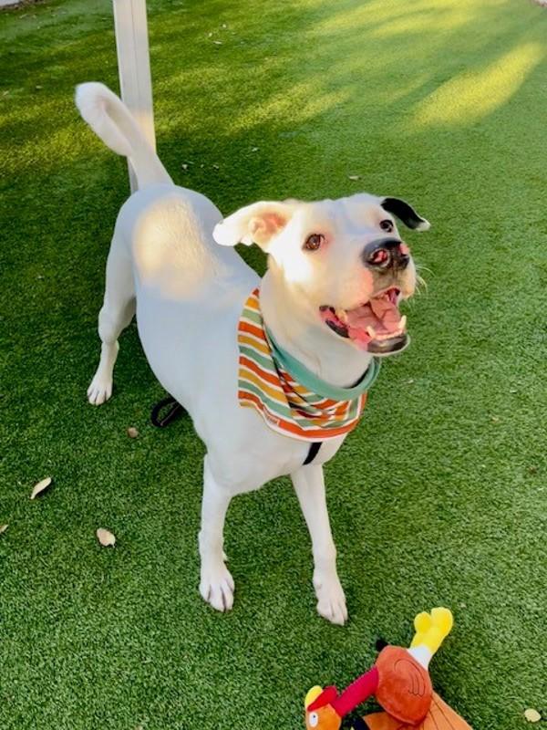 Enlarge *Poe*, a Adoptable mixed breed in Salt Lake City, UT image 6/6