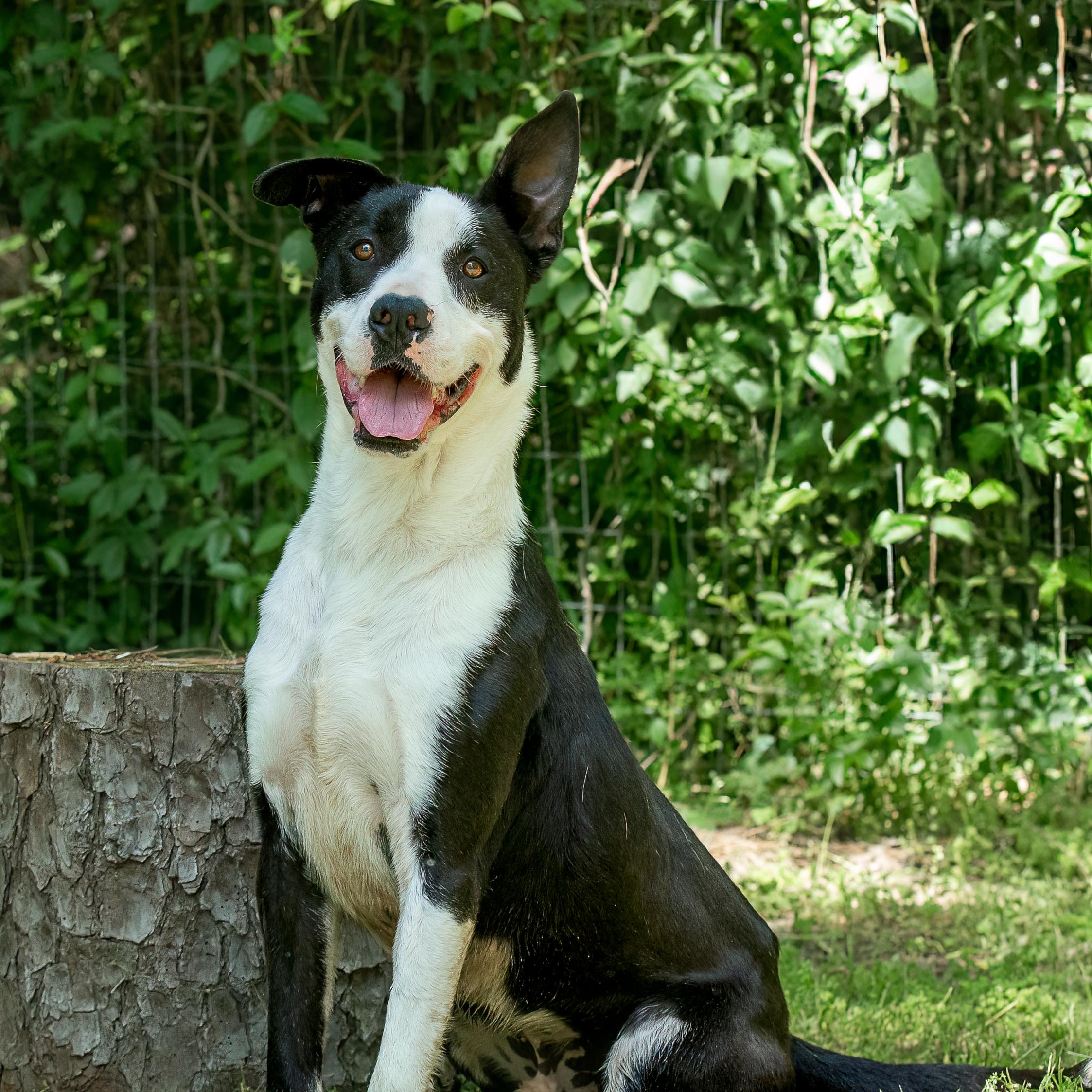 Bruno 4