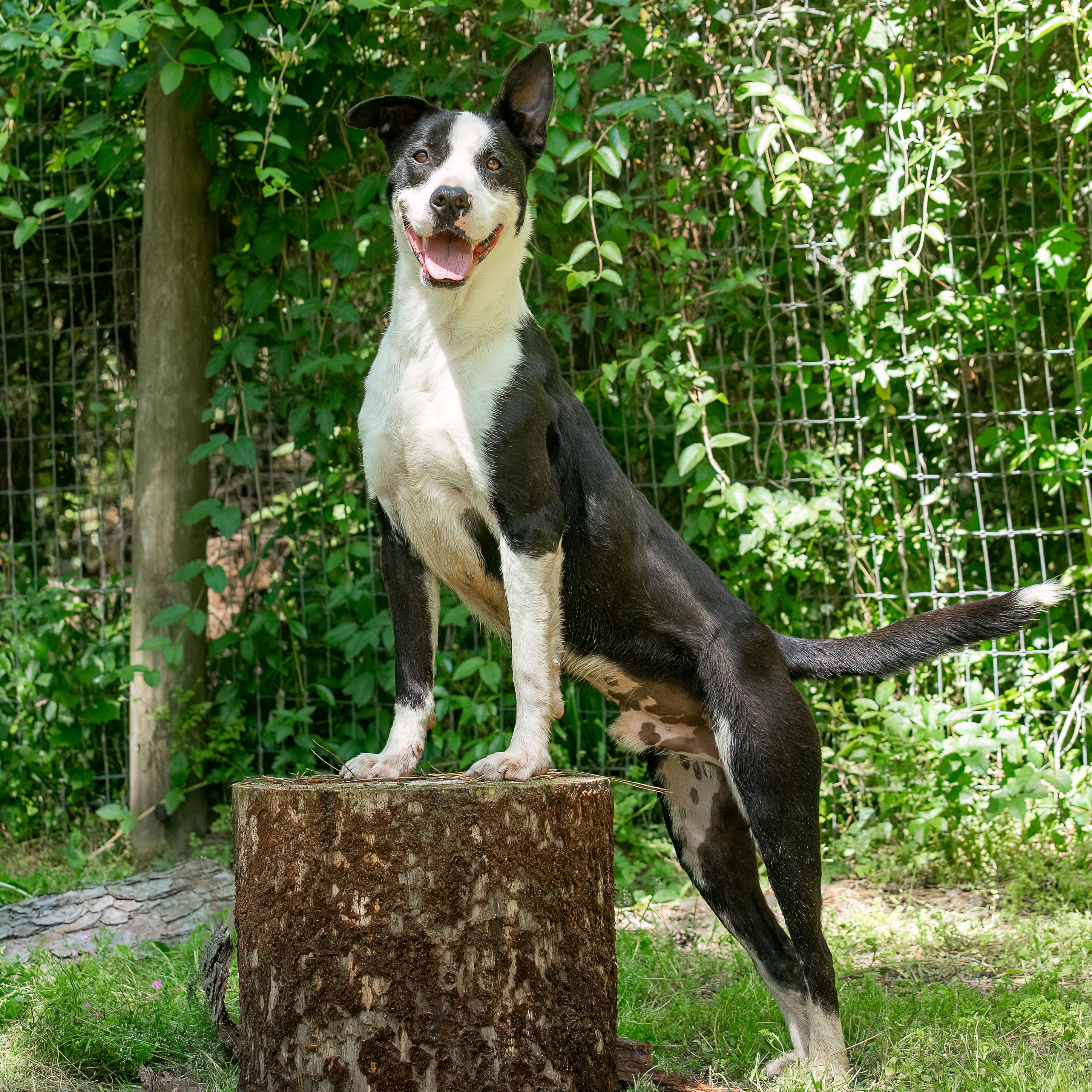 Bruno