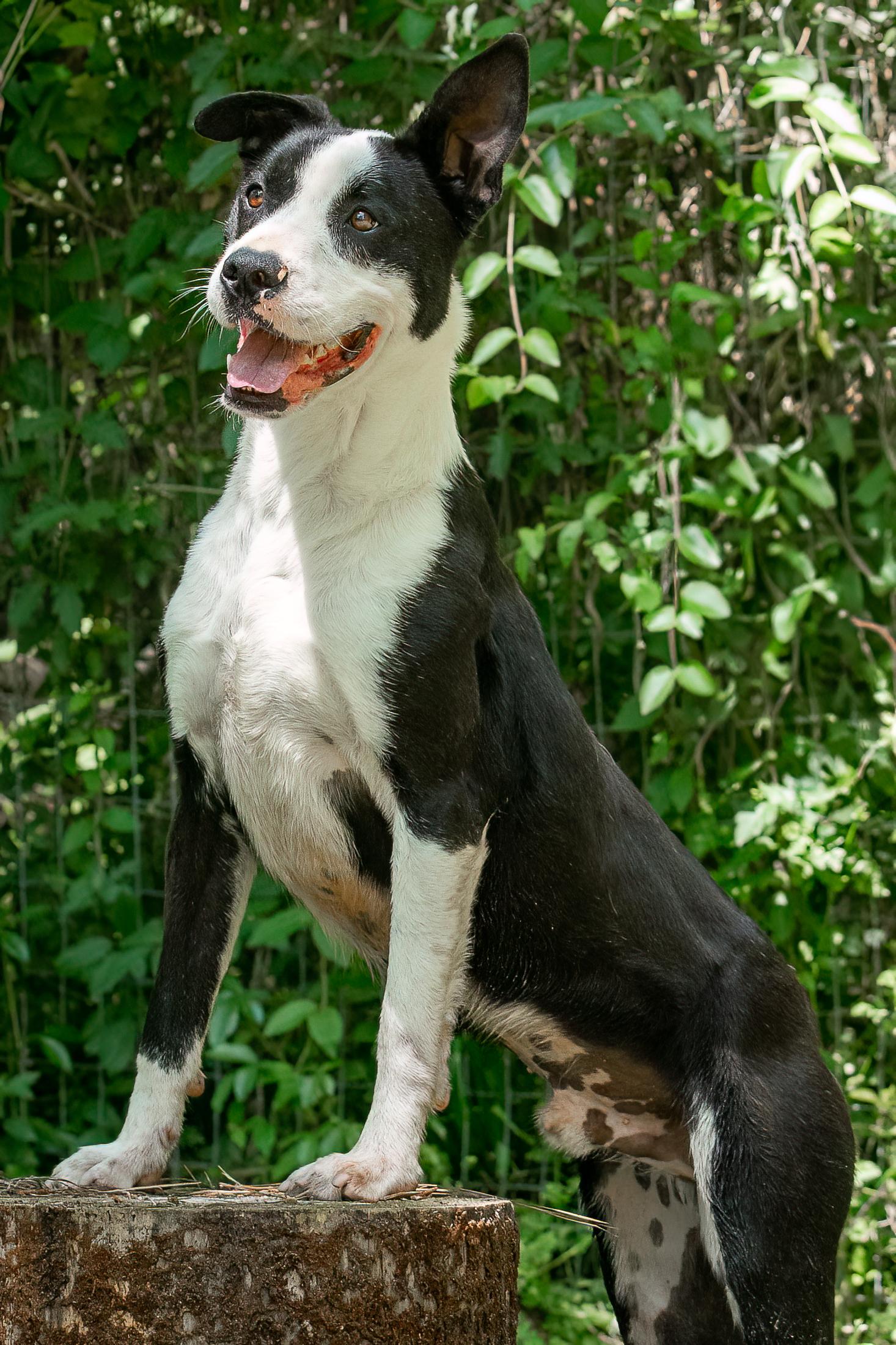 Bruno 5