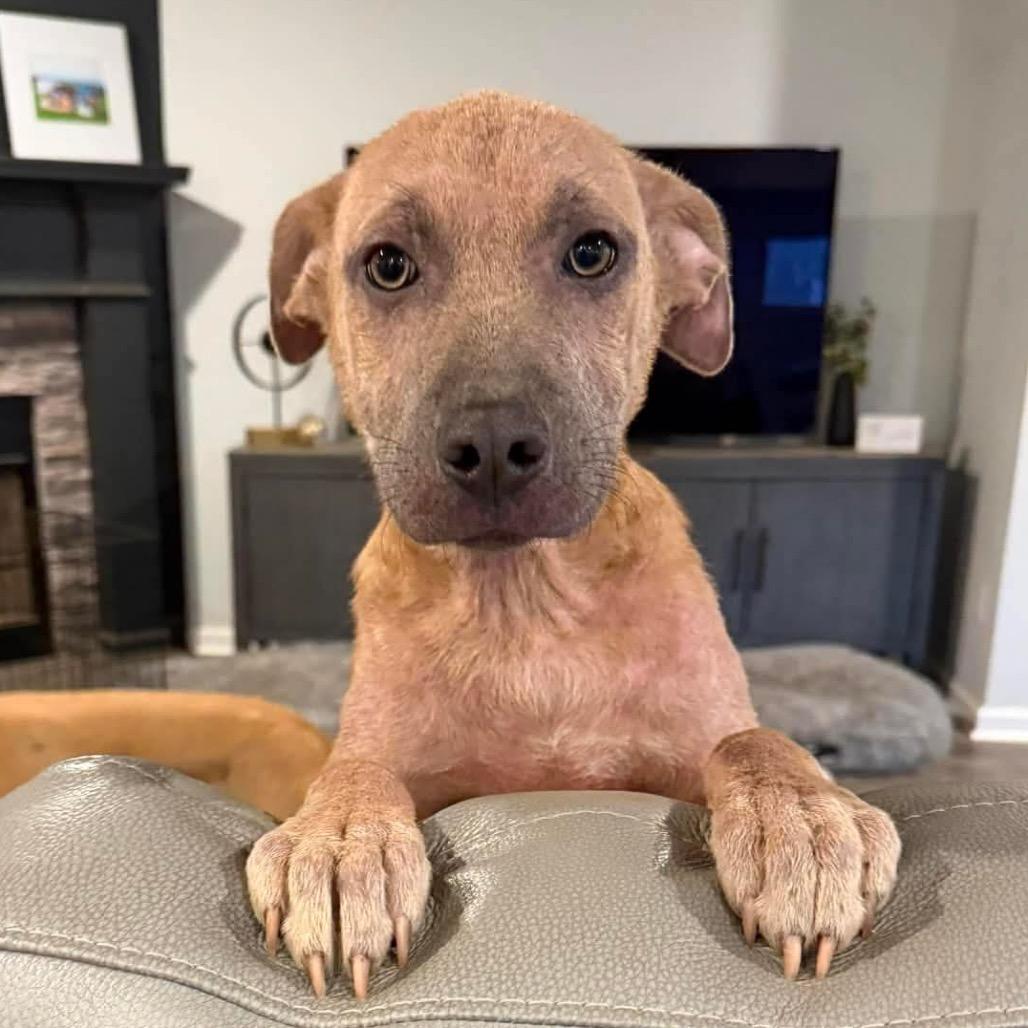 Dakota, a Adoptable Terrier in Huntsville, AL image 1/3