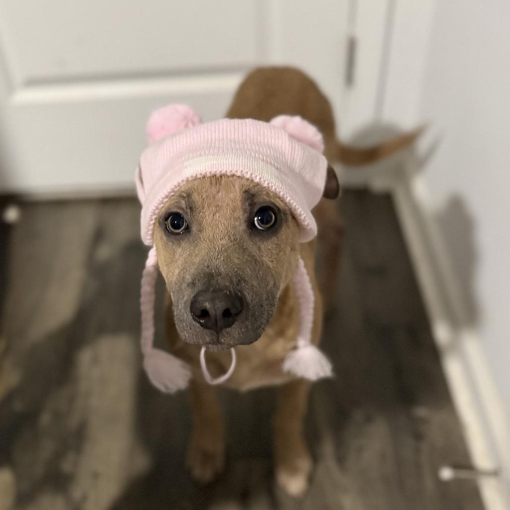 Enlarge Dakota, a Adoptable Terrier in Huntsville, AL image 2/6