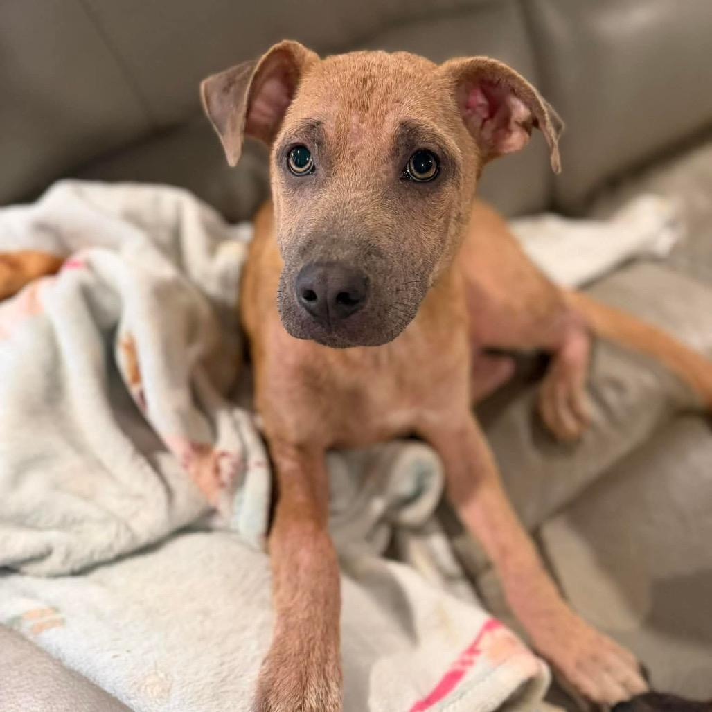 Dakota, a Adoptable Terrier in Huntsville, AL image 2/3
