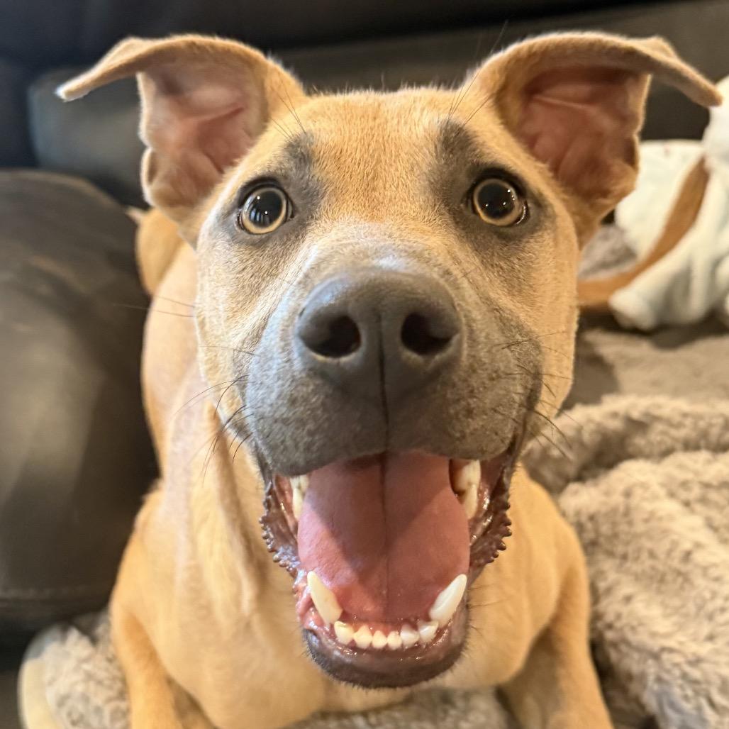 Dakota, Adoptable, Young Female Terrier.