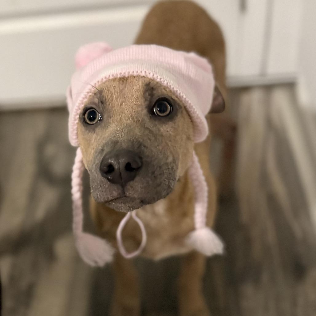 Enlarge Dakota, a Adoptable Terrier in Huntsville, AL image 4/6