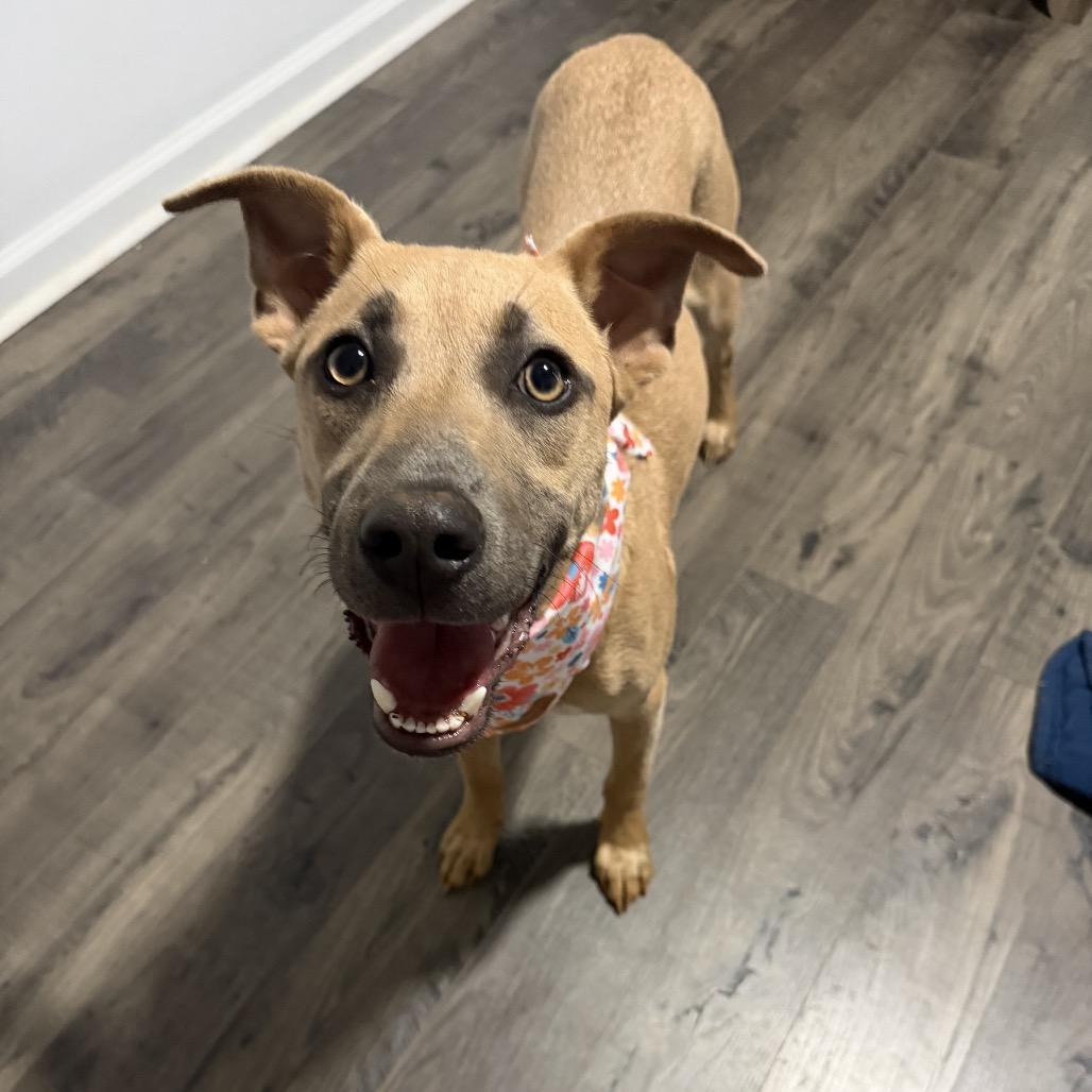 Dakota, a Adoptable Terrier in Huntsville, AL image 2/6