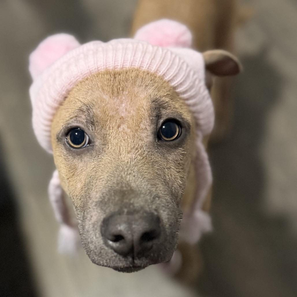 Enlarge Dakota, a Adoptable Terrier in Huntsville, AL image 5/6