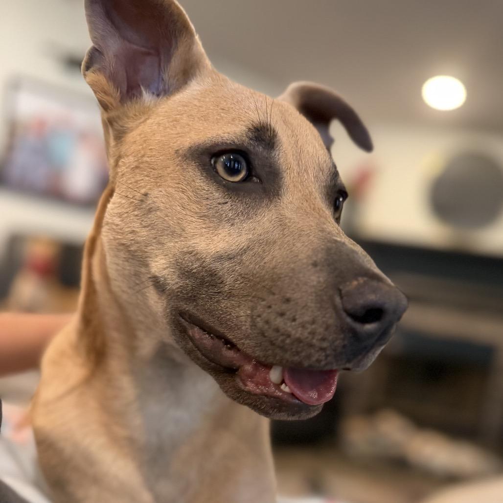 Dakota, a Adoptable Terrier in Huntsville, AL image 3/6