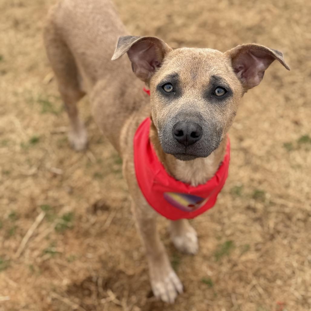Enlarge Dakota, a Adoptable Terrier in Huntsville, AL image 6/6