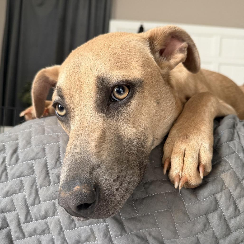 Dakota, a Adoptable Terrier in Huntsville, AL image 4/6