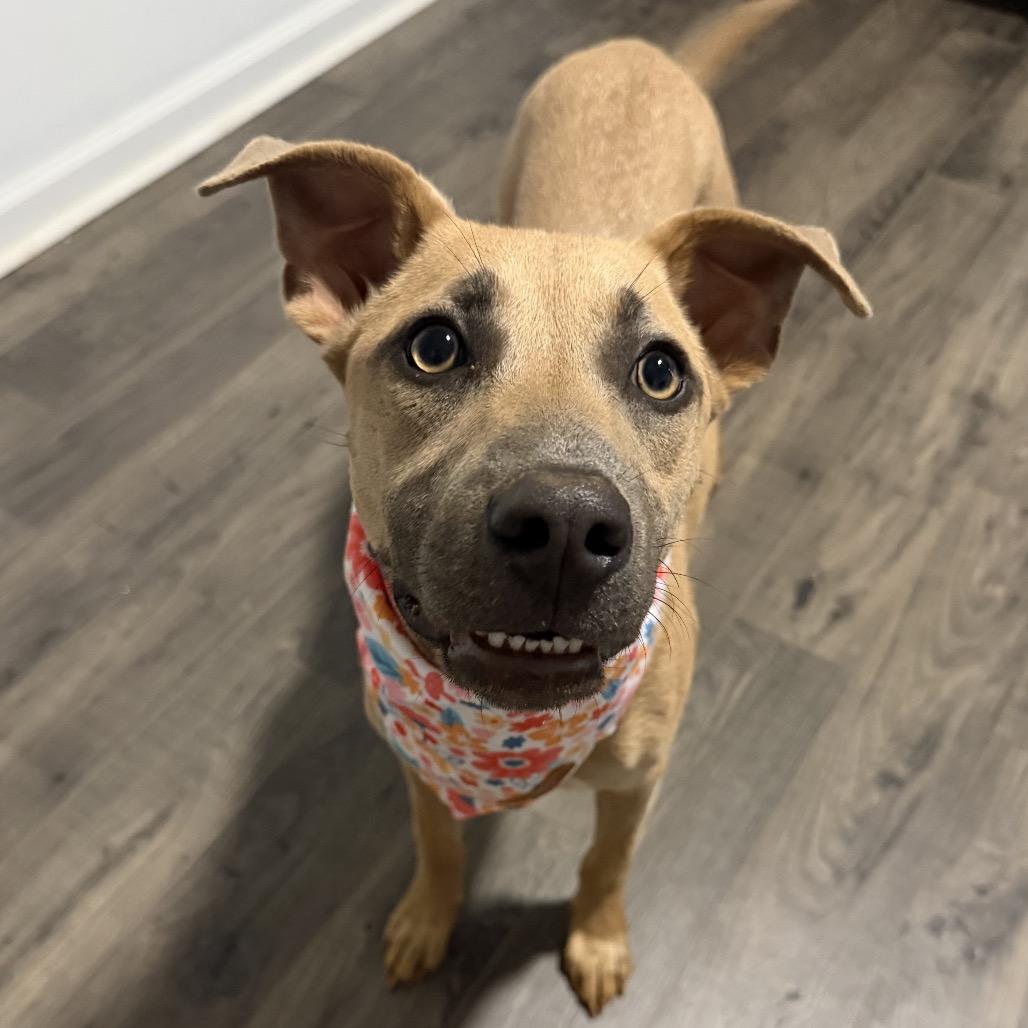 Dakota, a Adoptable Terrier in Huntsville, AL image 5/6