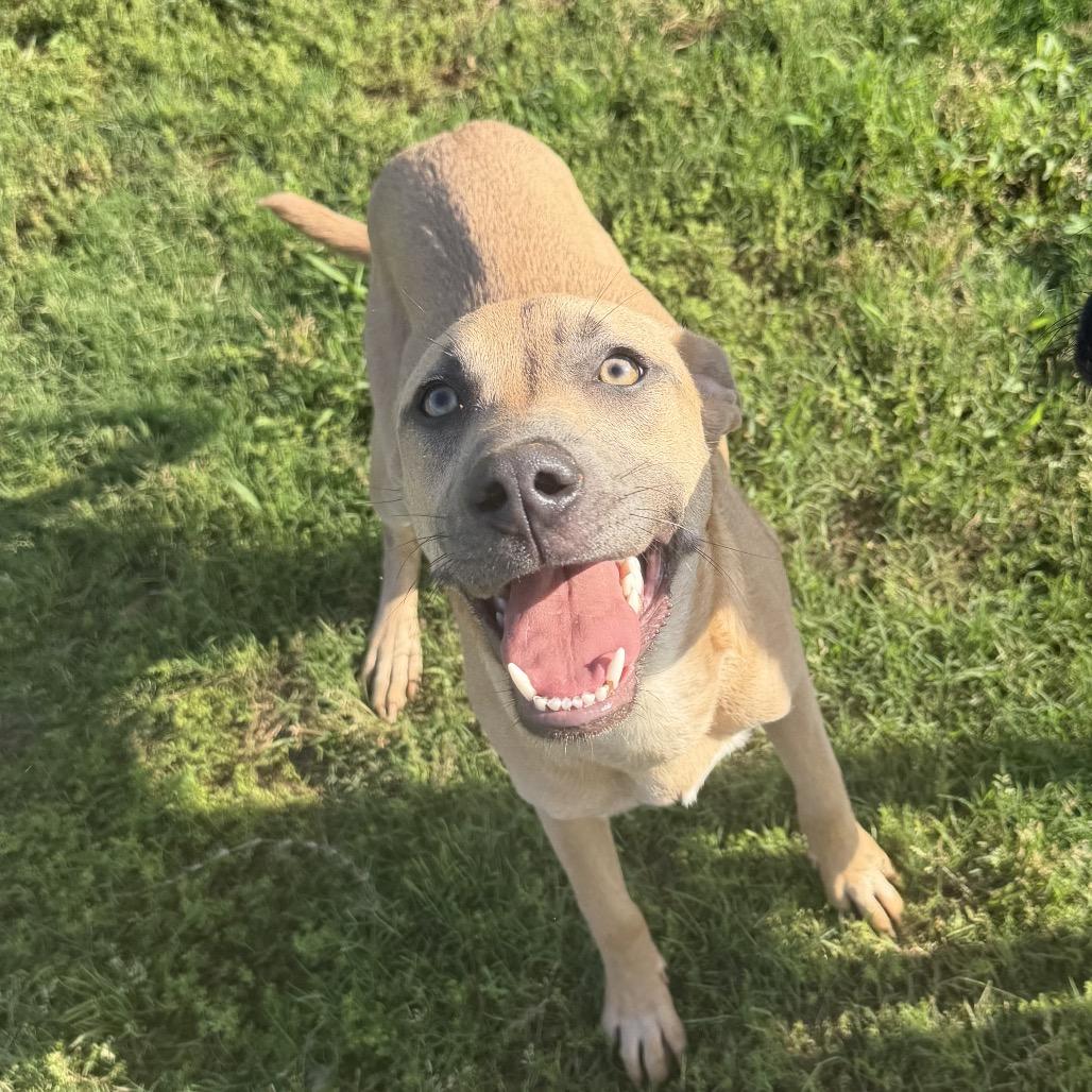 Dakota, a Adoptable Terrier in Huntsville, AL image 6/6