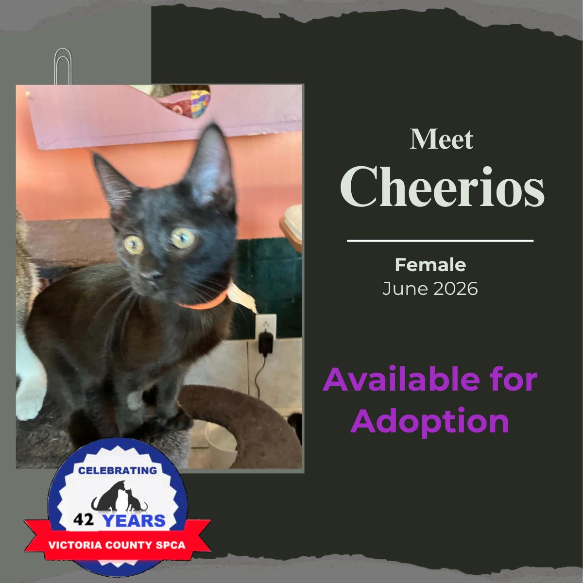Enlarge Cheerios, a Adoptable Domestic Short Hair in Arthurette, NB image 1/1