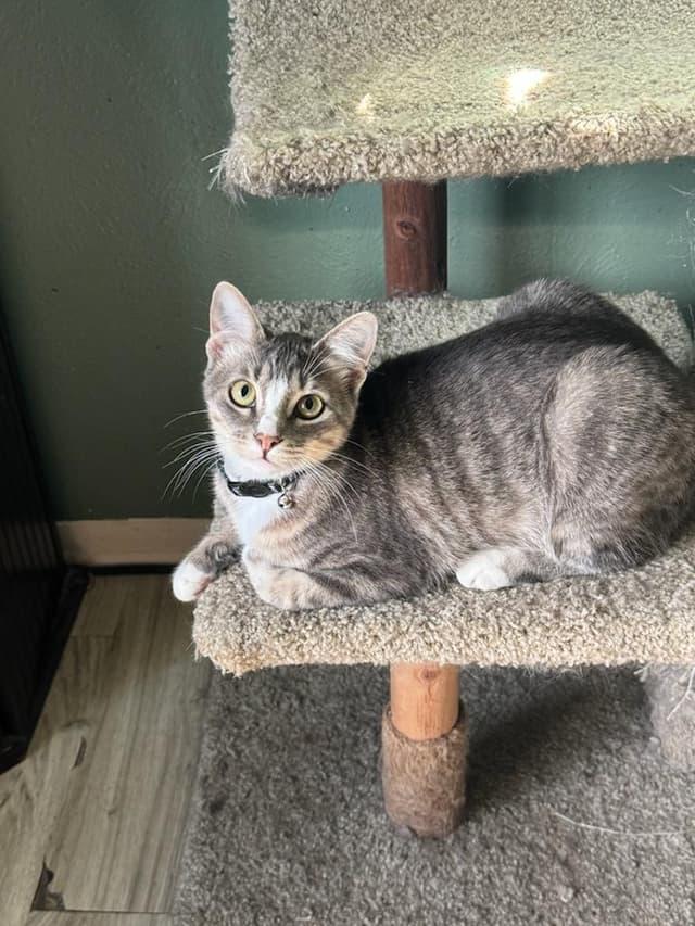 Jenny, Adoptable, Adult Female Domestic Short Hair.