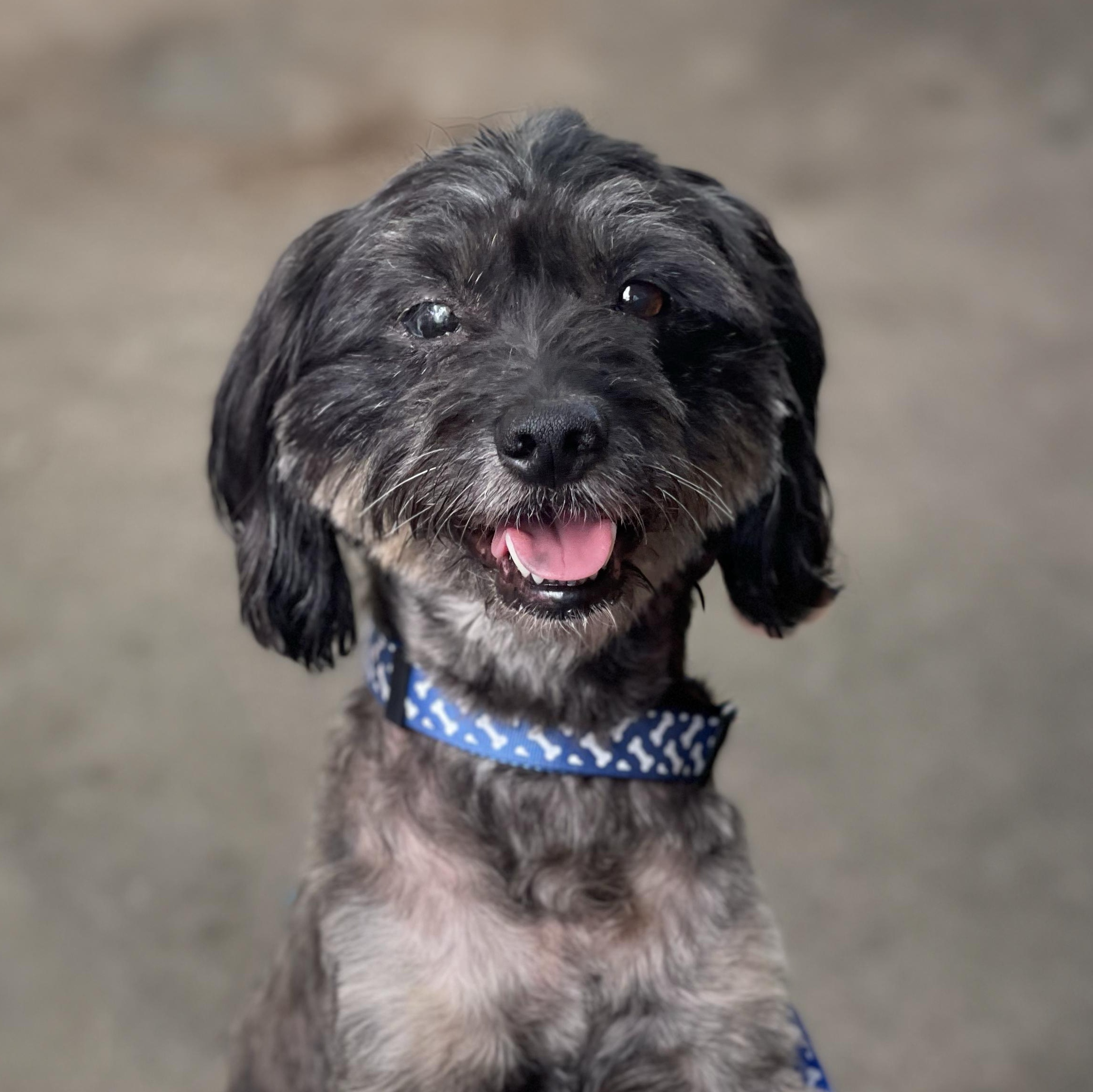 Enlarge HOMER, a Adoptable mixed breed in Rowland Heights, CA image 1/4