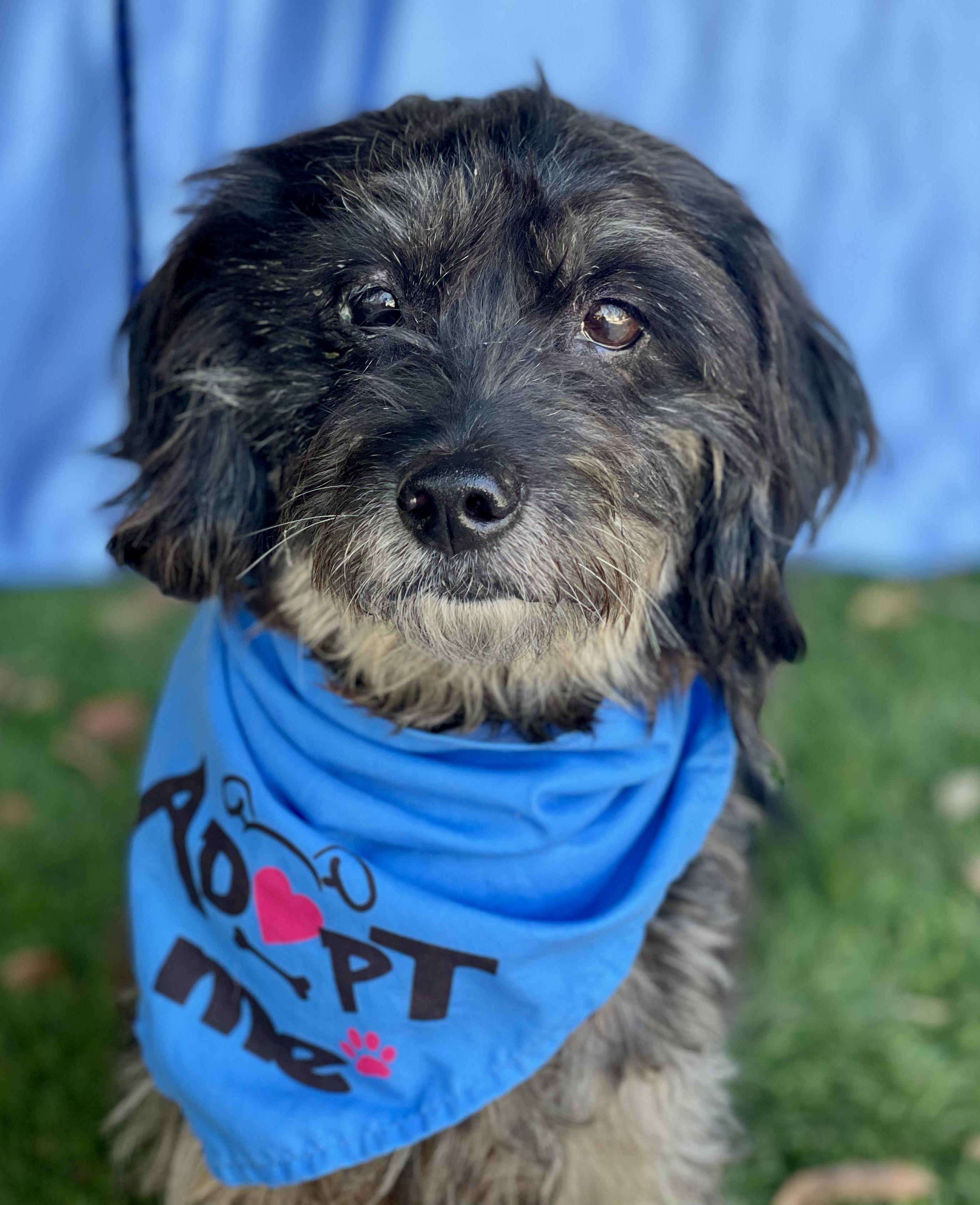 Enlarge HOMER, a Adoptable mixed breed in Rowland Heights, CA image 2/4