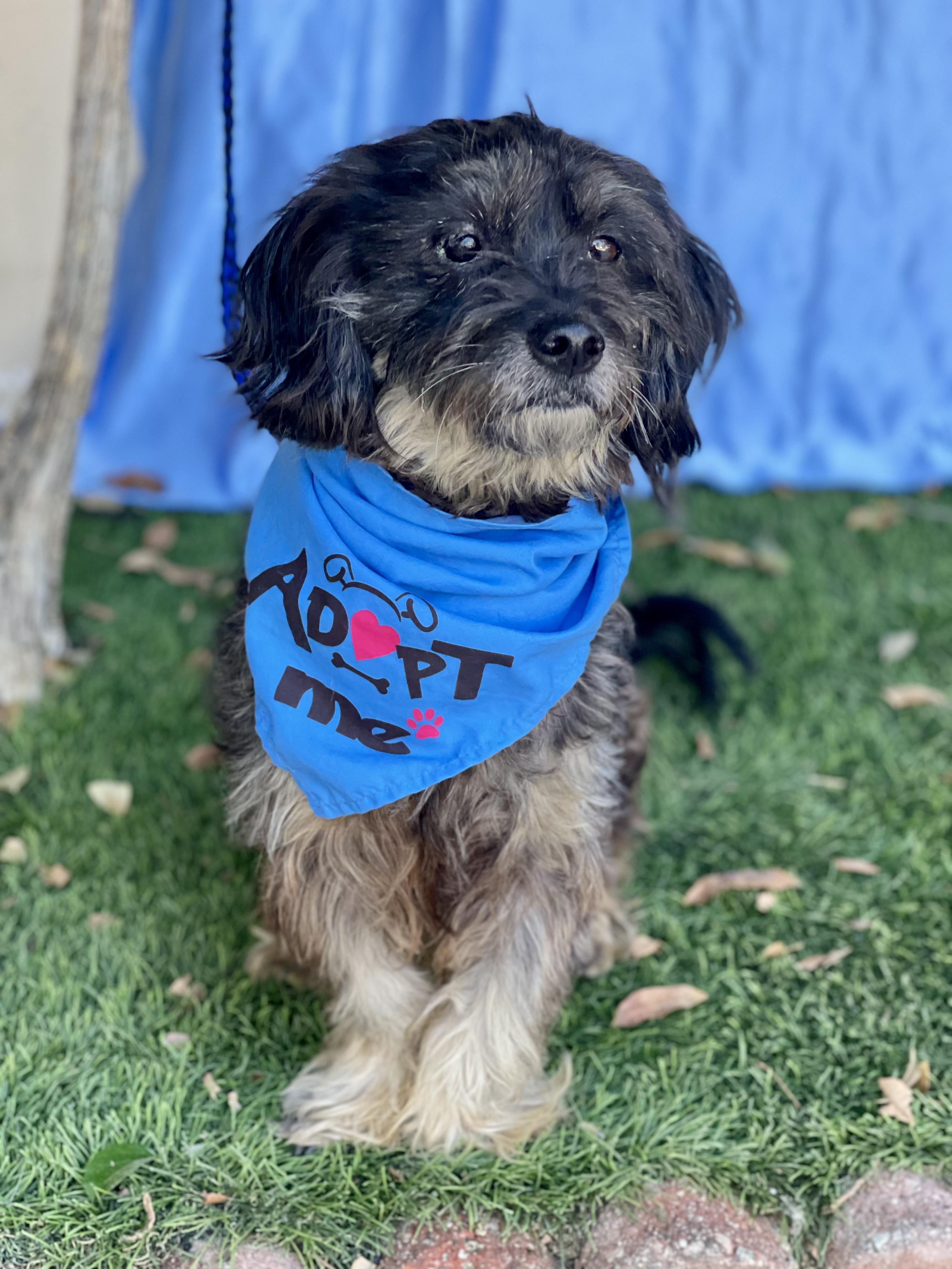 Enlarge HOMER, a Adoptable mixed breed in Rowland Heights, CA image 4/4