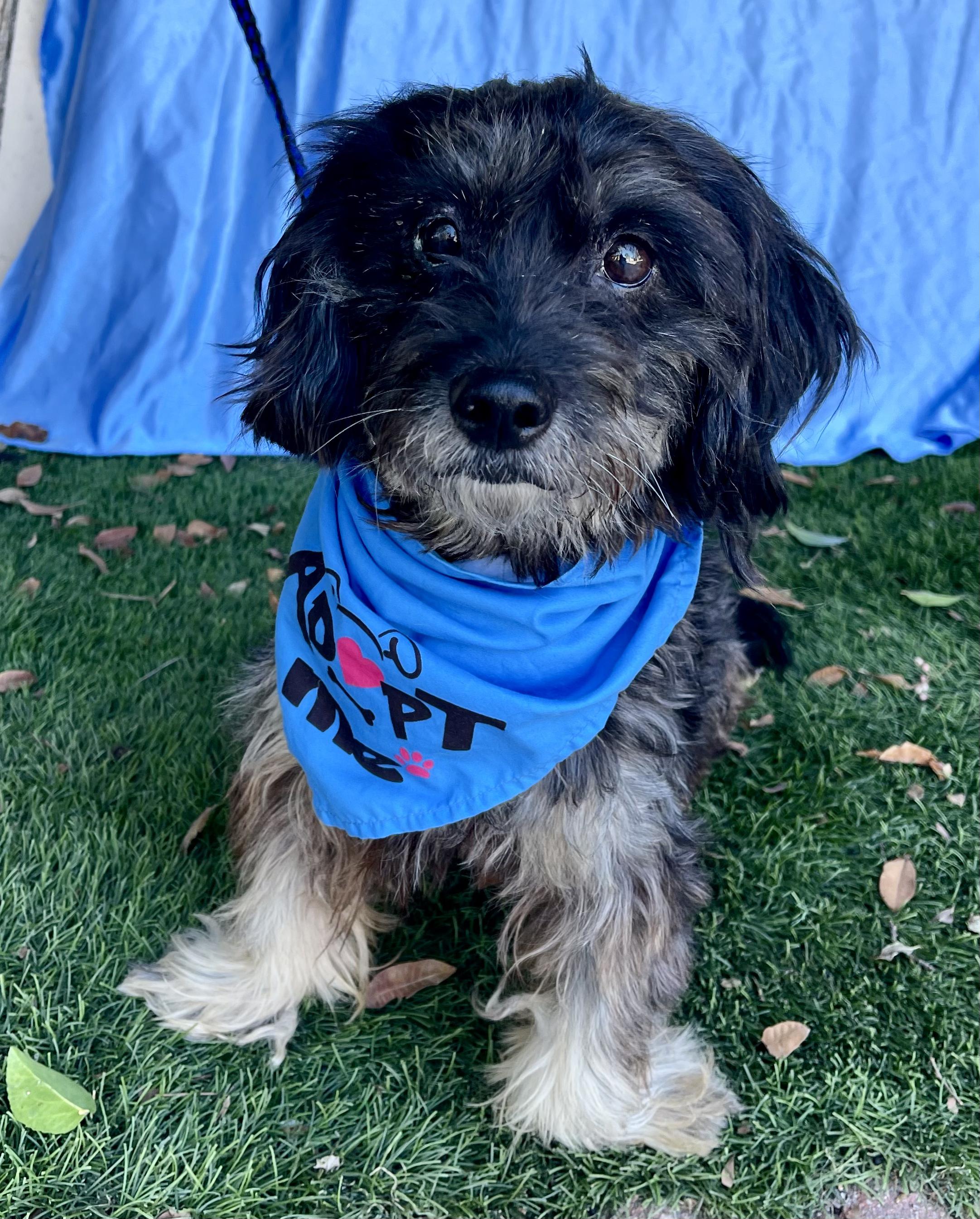 Enlarge HOMER, a Adoptable mixed breed in Rowland Heights, CA image 3/4