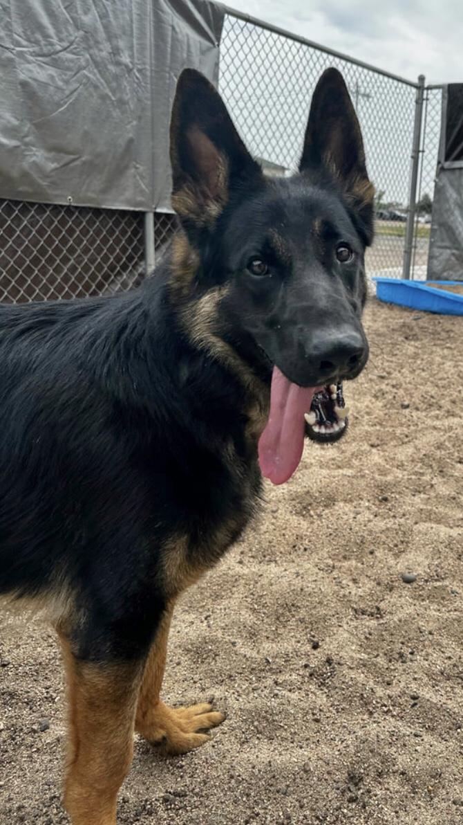 Enlarge Hans, a Adopted German Shepherd Dog in Carbondale, CO image 1/3