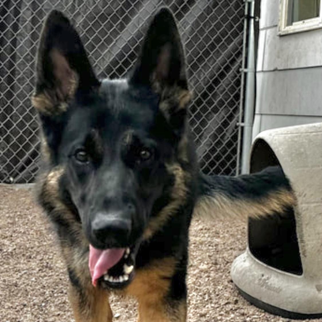 Enlarge Hans, a Adopted German Shepherd Dog in Carbondale, CO image 2/3