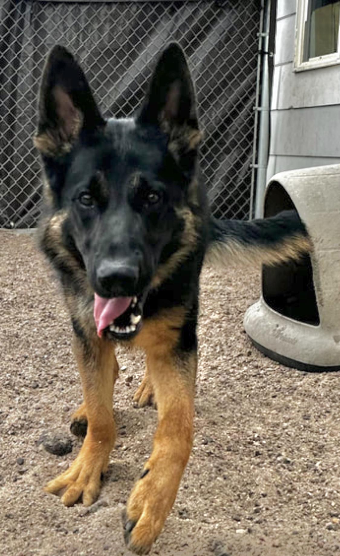 Enlarge Hans, a Adopted German Shepherd Dog in Carbondale, CO image 3/3