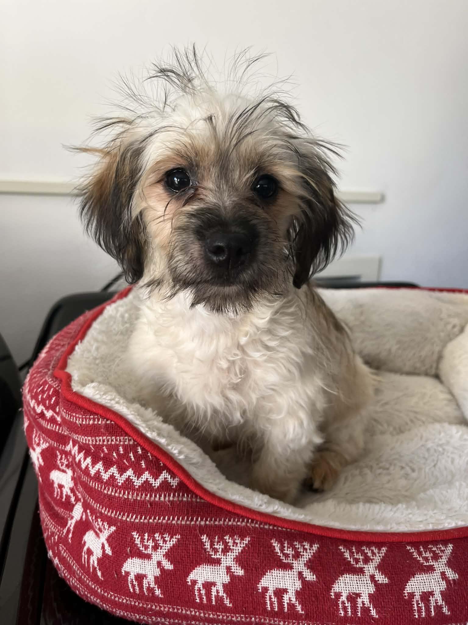 Enlarge Dulce, an adopted mixed breed in Poway, CA image 4/4